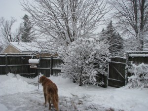 Ohio winter Maggie