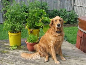 salsa garden
