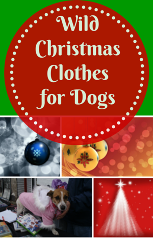 christmas clothes for dogs